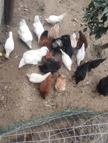 Galinhas várias cores