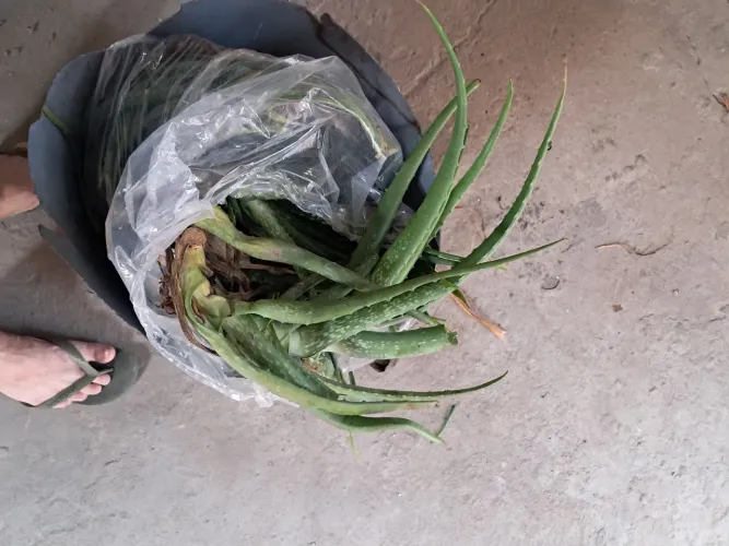 Planta Babosa para cabelos