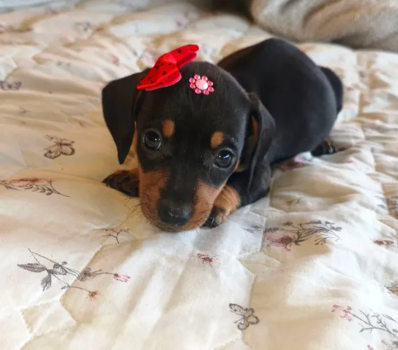 Fêmea Dachshund Basset tecktel