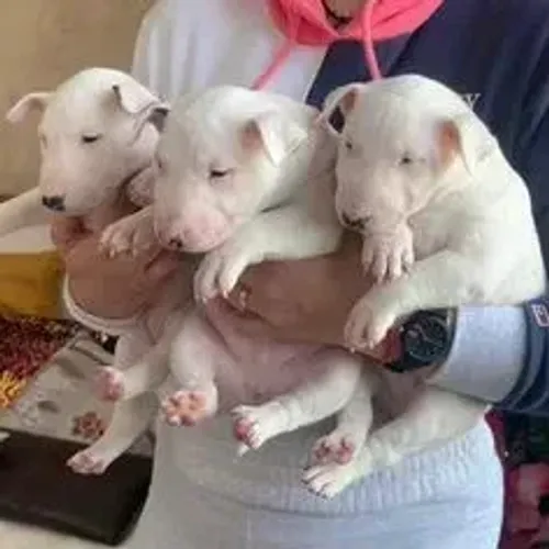 Bull Terrier,Bull Terrier Filhote Linda Linhagem Disponível