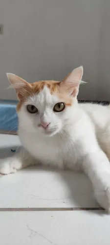 Gatinha laranja flocada para adoção responsável 