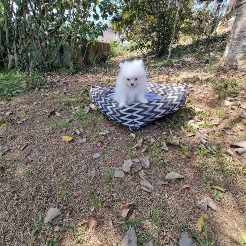 Lulu da Pomeranea machinho PROMOÇÃO