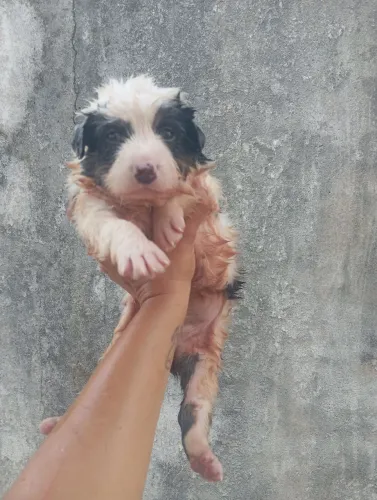 Cachorrinho para adoção 