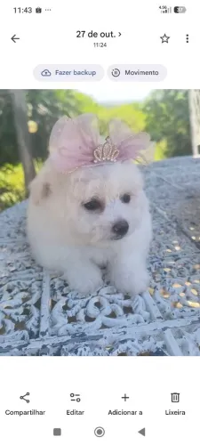 Bichon frisé fêmea