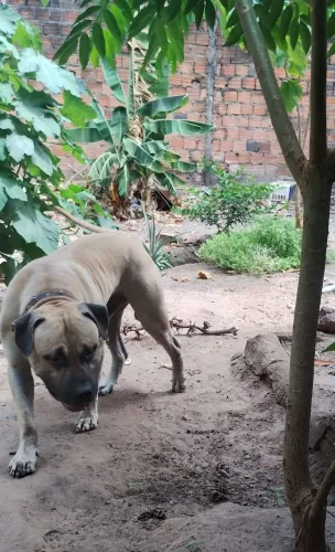 Pitbull monster adulto