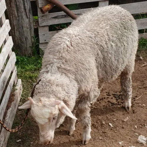 Carneiro