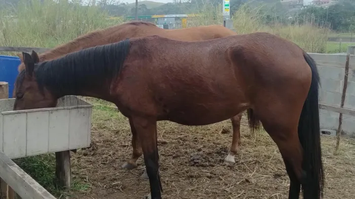 Égua mangalarga mineiro