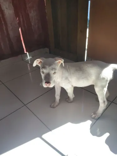 Dog agentino
