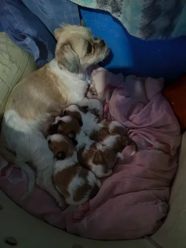 Lhasa apso fêmea 1300