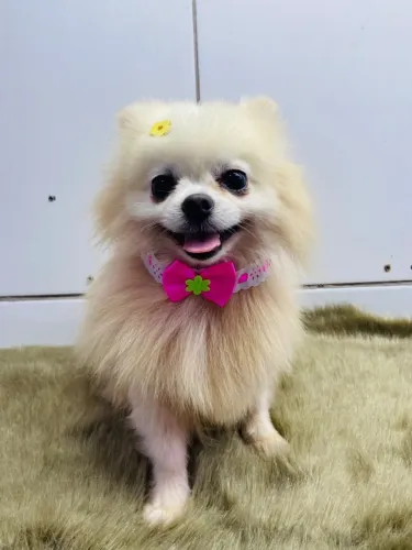 Lulu da pomerania 