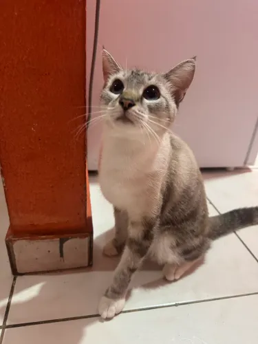 Gatinha fêmea 