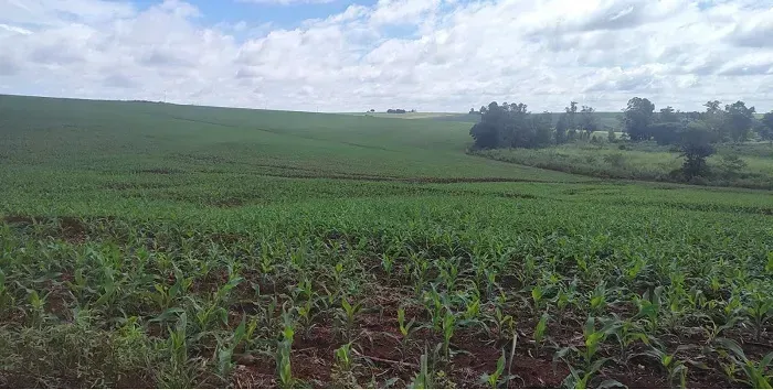 TERRA ROXA - Área Rural 223 Alqueires