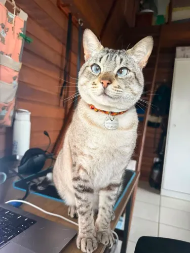 Doação de gato - macho