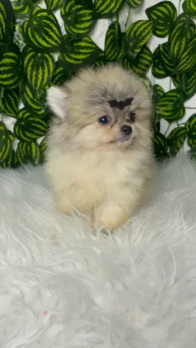 Lulu da pomerania