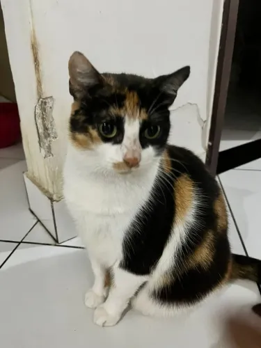 DOAÇÃO DE GATINHOS