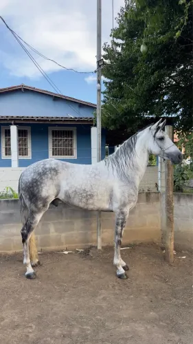 Garanhão mangalarga marchador