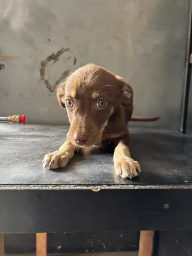 Doação de cachorro macho