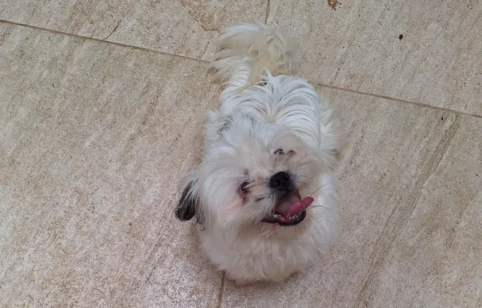 CACHORRO SHITZU 