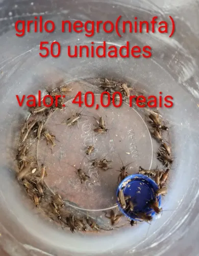 Grilo negro(ninfas/médio)
