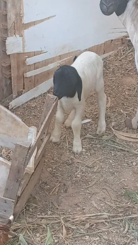 Vendo cabras fêmea macho e filhote macho