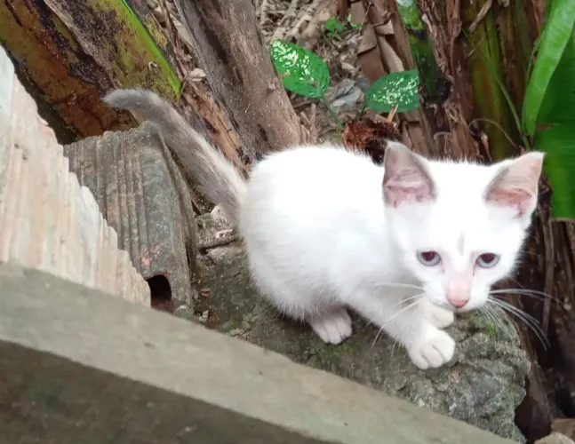 Gatinhos 