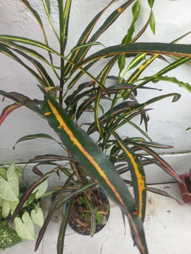 20 reais cada