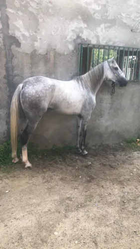 Vendes égua mangalarga picado, valor 12000