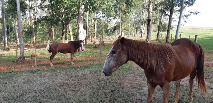 Égua ligeira marchadeira