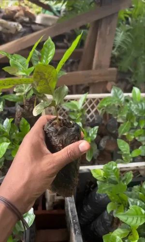 Mudas de Café Arábica cultivar Arara