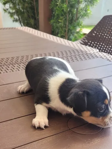 Vendo filhote fêmea Fox paulistana Terrier brasileiro
