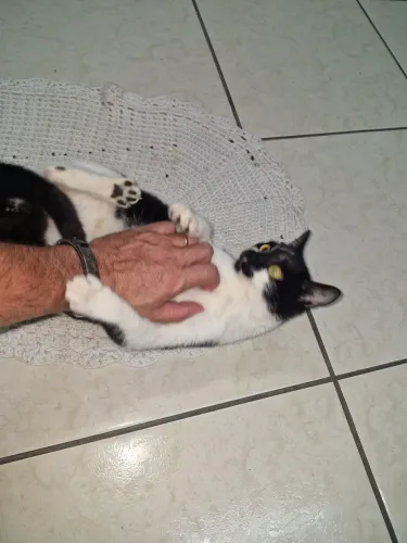 Gata castrada