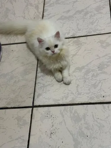 Vendo Gato Persa