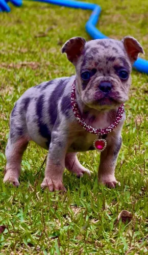Bulldog Francês, Fêmeas de coloração Exótica, Canil O'malley Bull's