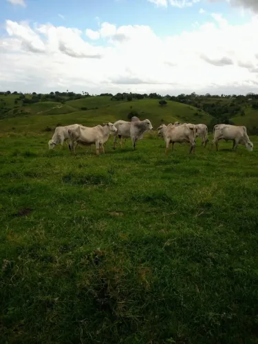 FAZENDA À VENDA - FAZENDA MARAJÓ
