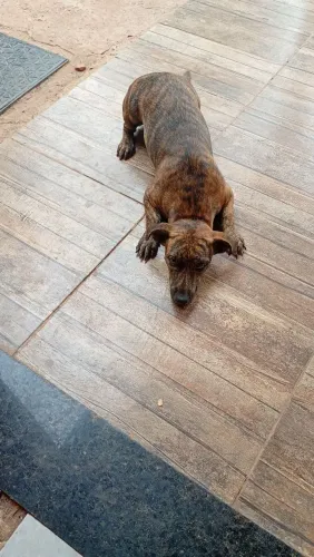 Estou doando uma cachorrinha