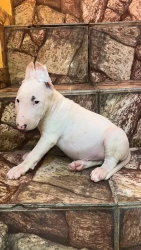 Bullterrie