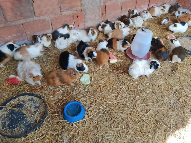 Porquinho da Índia