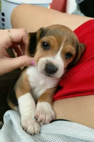 Beagle Esse pequeno anjinho de patas merece um lar especial