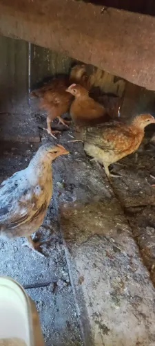 Vendo Pesadão mesclado 