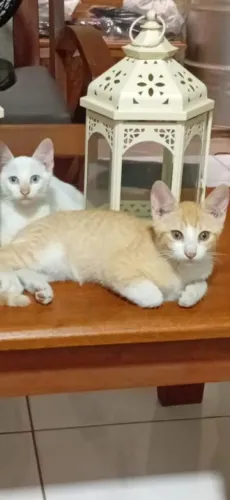 gatinho lindo e carinhoso ?