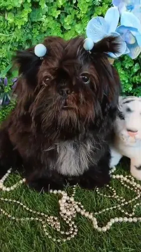 Filhote Shih tzu Macho Pré Adestrado 