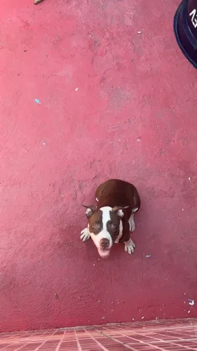 Venda de pitbull fêmea filhote