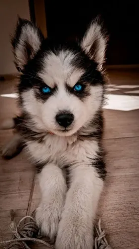 Husky Siberiano Um amigo que entende o silêncio