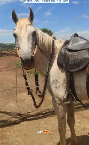 Cavalo