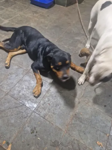 Estou doando rottweiler 6 anos estou doando por que vou mudar e não tem espaço pra ele