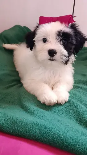 Filhote Shih Tzu, carinho sincero e muitas brincadeiras garantidas!