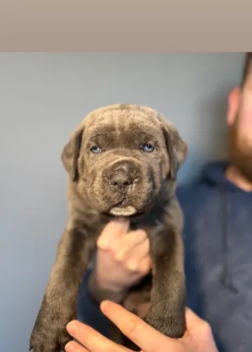 Cane Corso,Cane Corso Filhote Disponível com Entrega Facilitada e Segurança