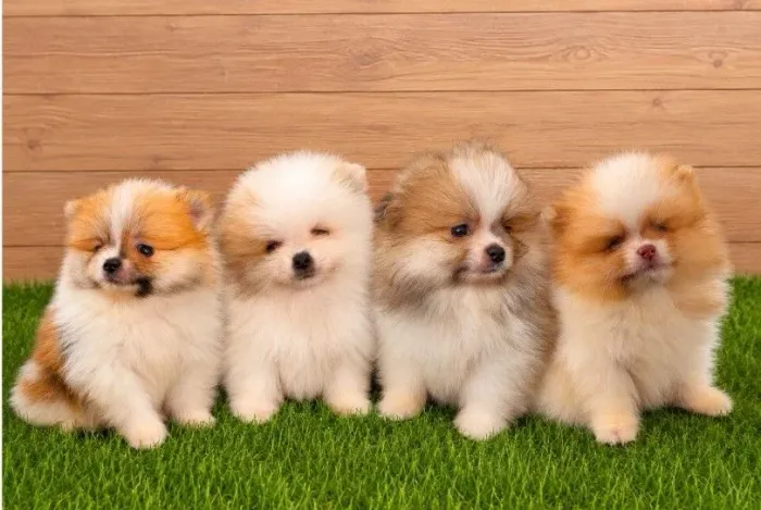 Spitz alemão anão Lulu da Pomerânia ANÃO
