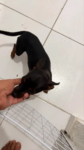 Pincher n 1 1 ano  macho 