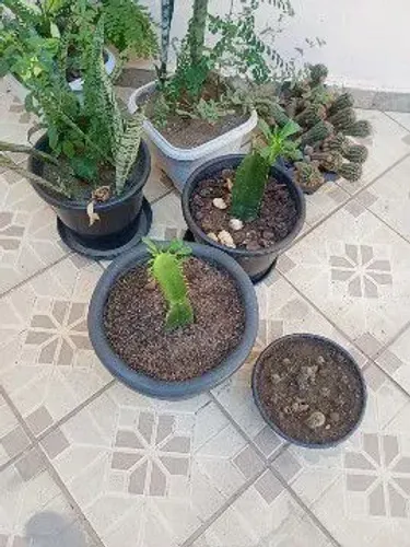 Plantas, cacto, espada de são jorge